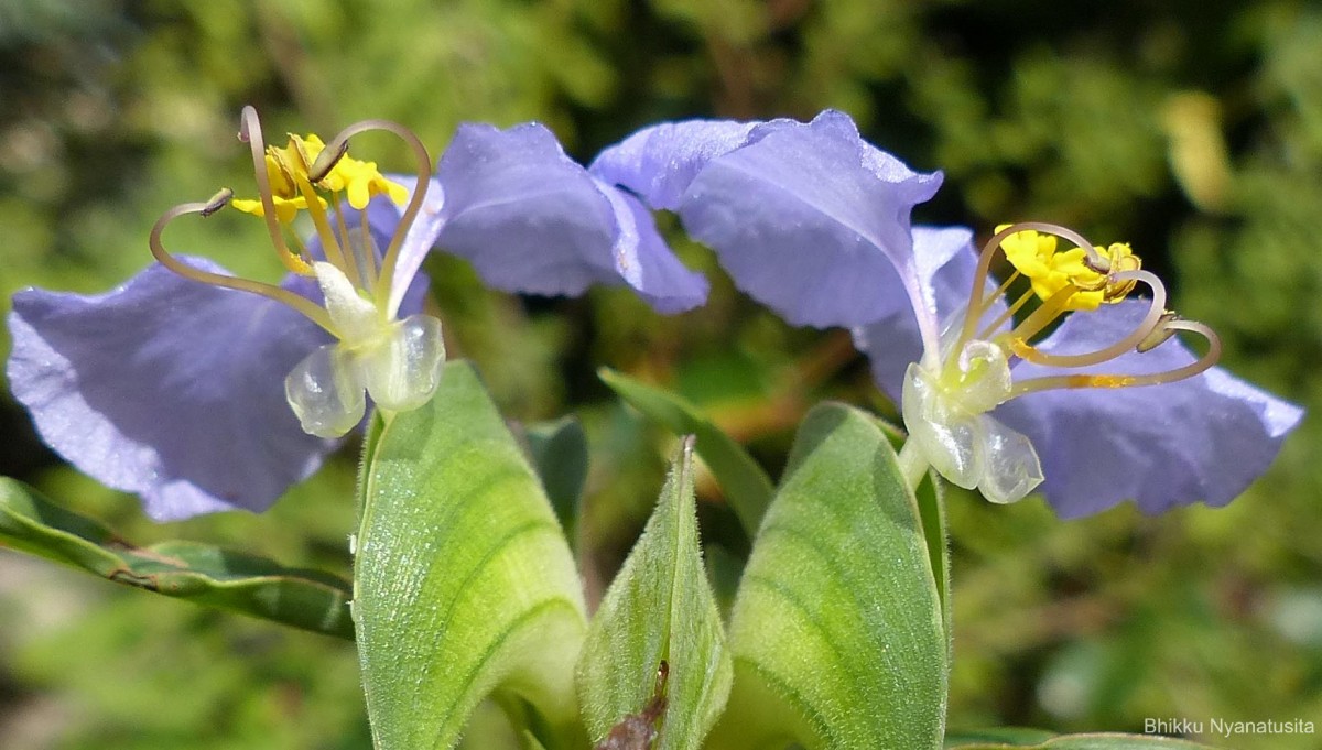 Commelina undulata R.Br.